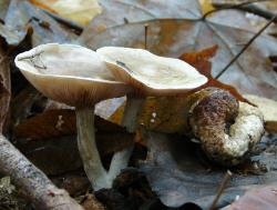 Entoloma abortivum