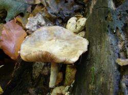 Entoloma abortivum