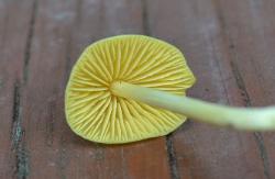 Entoloma murrayi