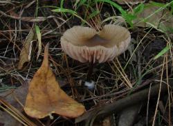 Entoloma strictius