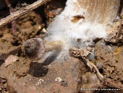 Entoloma vernum