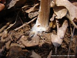 Entoloma vernum