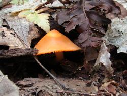 Humidicutis marginata