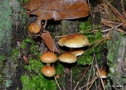Hypholoma capnoides