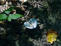 lactarius_indigo