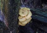 Lentinellus cochleatus
