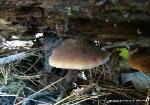 Lentinellus ursinus