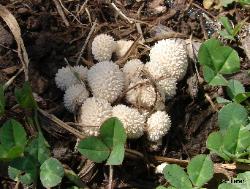 Lycoperdon curtisii