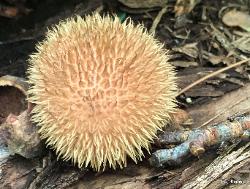 Lycoperdon echinatum