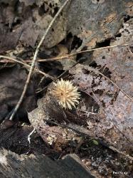 Lycoperdon echinatum