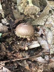 Lycoperdon echinatum