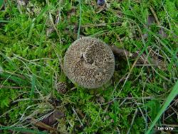 Lycoperdon marginatum