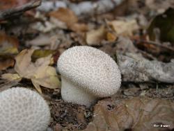 Lycoperdon marginatum