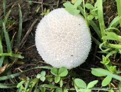 Lycoperdon marginatum