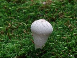 Lycoperdon perlatum