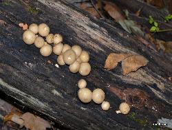 Apioperdon pyriforme