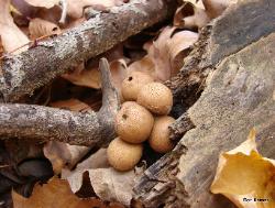 Apioperdon pyriforme