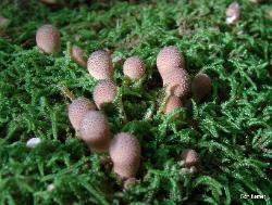 Apioperdon pyriforme