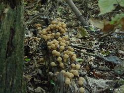 Apioperdon pyriforme