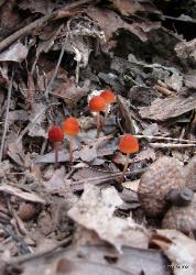 Marasmius sullivantii