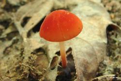 Marasmius sullivantii