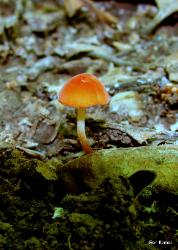 Marasmius sullivantii