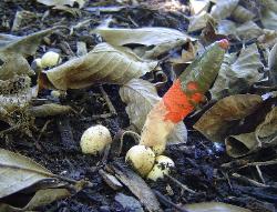 Mutinus caninus