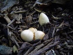 Mutinus elegans