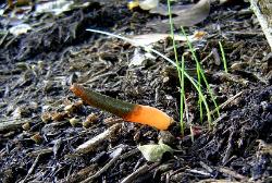 Mutinus elegans