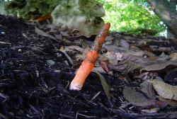 Mutinus elegans