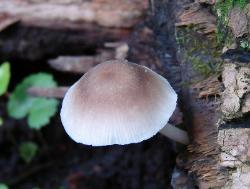 Mycena galericulata
