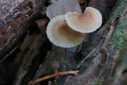 Mycena galericulata