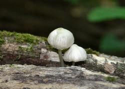 Mycena niveipes