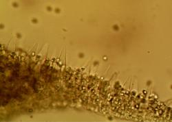 Mycena niveipes pleurocystidia