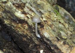Mycena niveipes
