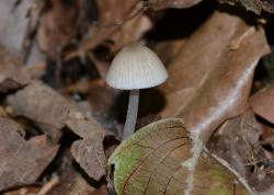 Mycena niveipes