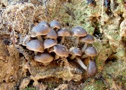 Mycena semivestipes