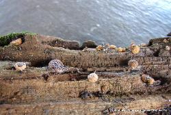 Nidularia pulvinata