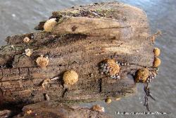 Nidularia pulvinata