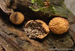 Nidularia pulvinata