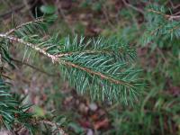 Norway spruce