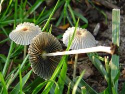 Parasola plicatilis