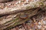 Phellinus robiniae