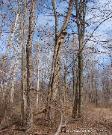 Phellinus robiniae