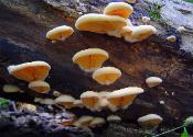 Phyllotopsis nidulans