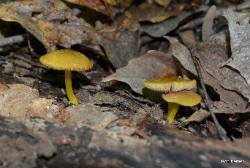 Pluteus chrysophlebius