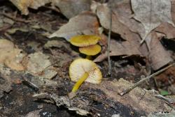 Pluteus chrysophlebius