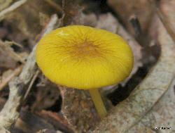 Pluteus chrysophlebius