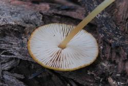 Pluteus chrysophlebius