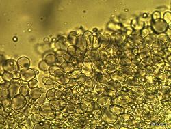 Pluteus chrysophlebius Pileipellis 